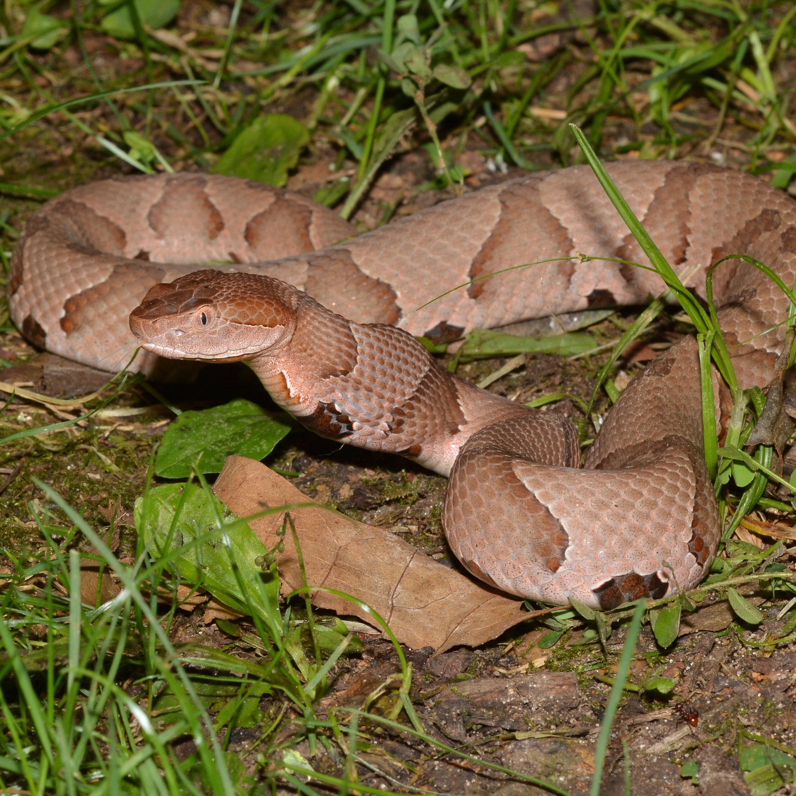 Snake Scare in Germany’s FIFA World Cup Camp