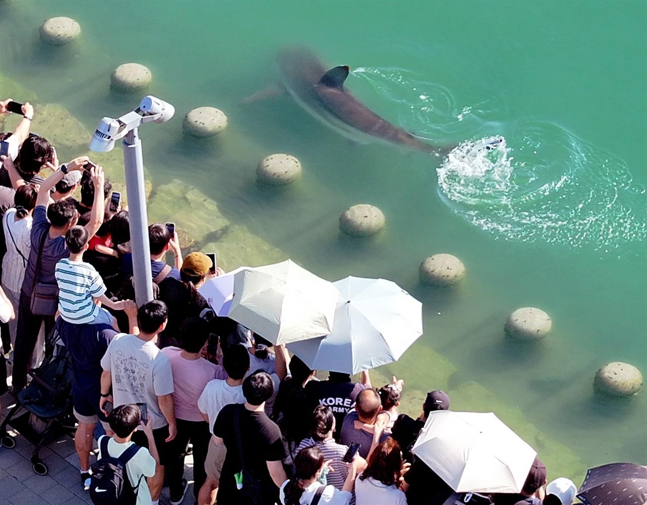 Massive Shark Trapped in Artificial Waterway in South Korea