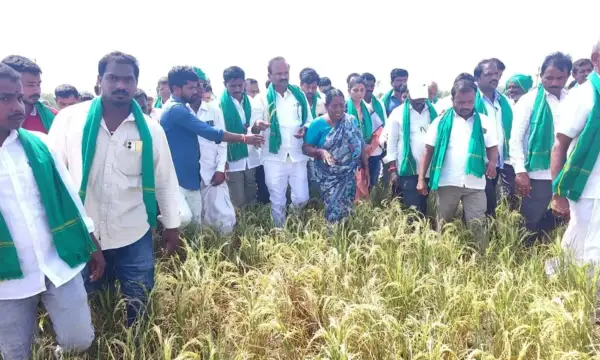 దేవరకద్రలో ఎండిన వరి పంటల పరిశీలన.. 