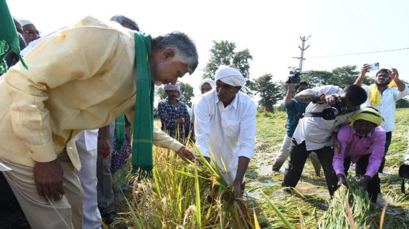 తుఫాన్‌ ప్రభావిత పంట పొలాలను పరిశీలించిన సీఎం చంద్రబాబు