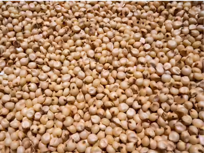 Experts Recommend Jowar for Good Health