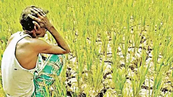 తెలంగాణలో ఐదు లక్షల ఎకరాల పంటలపై తెగుళ్ల దాడి.. వర్షాభావంతో రైతుల్లో ఆందోళన