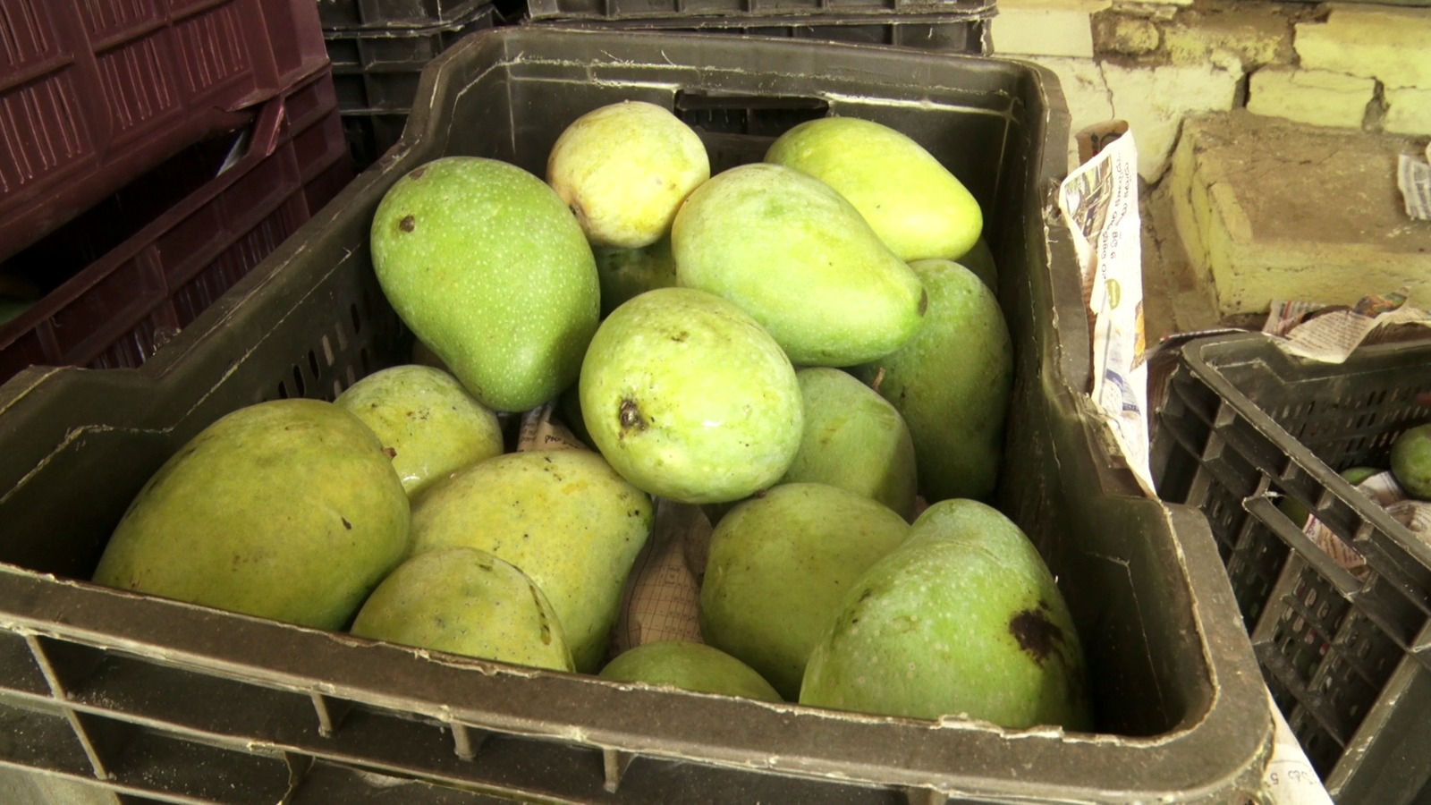 Rare Black Stone mango orchard in Bhopal draws attention