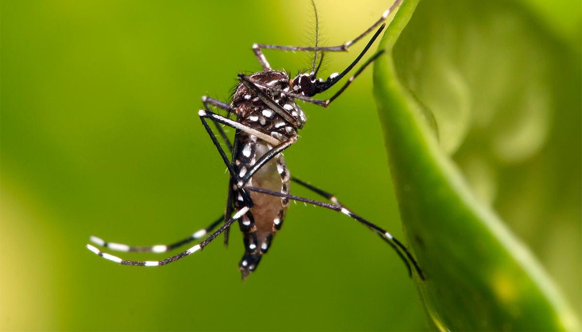 Rising Temperatures Fuel Dengue, Chikungunya Spread