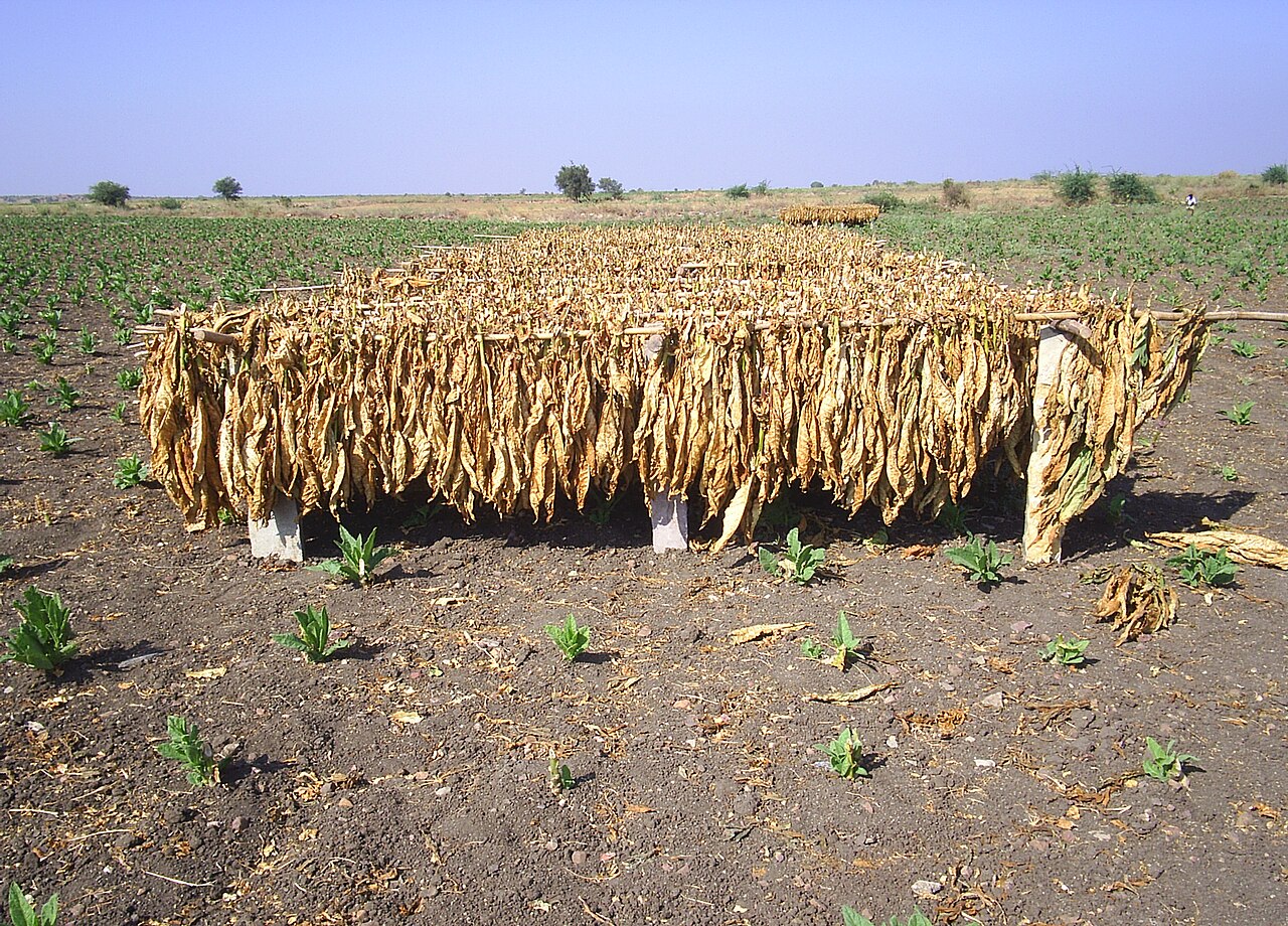 FCV Tobacco Production Cut for Next Season