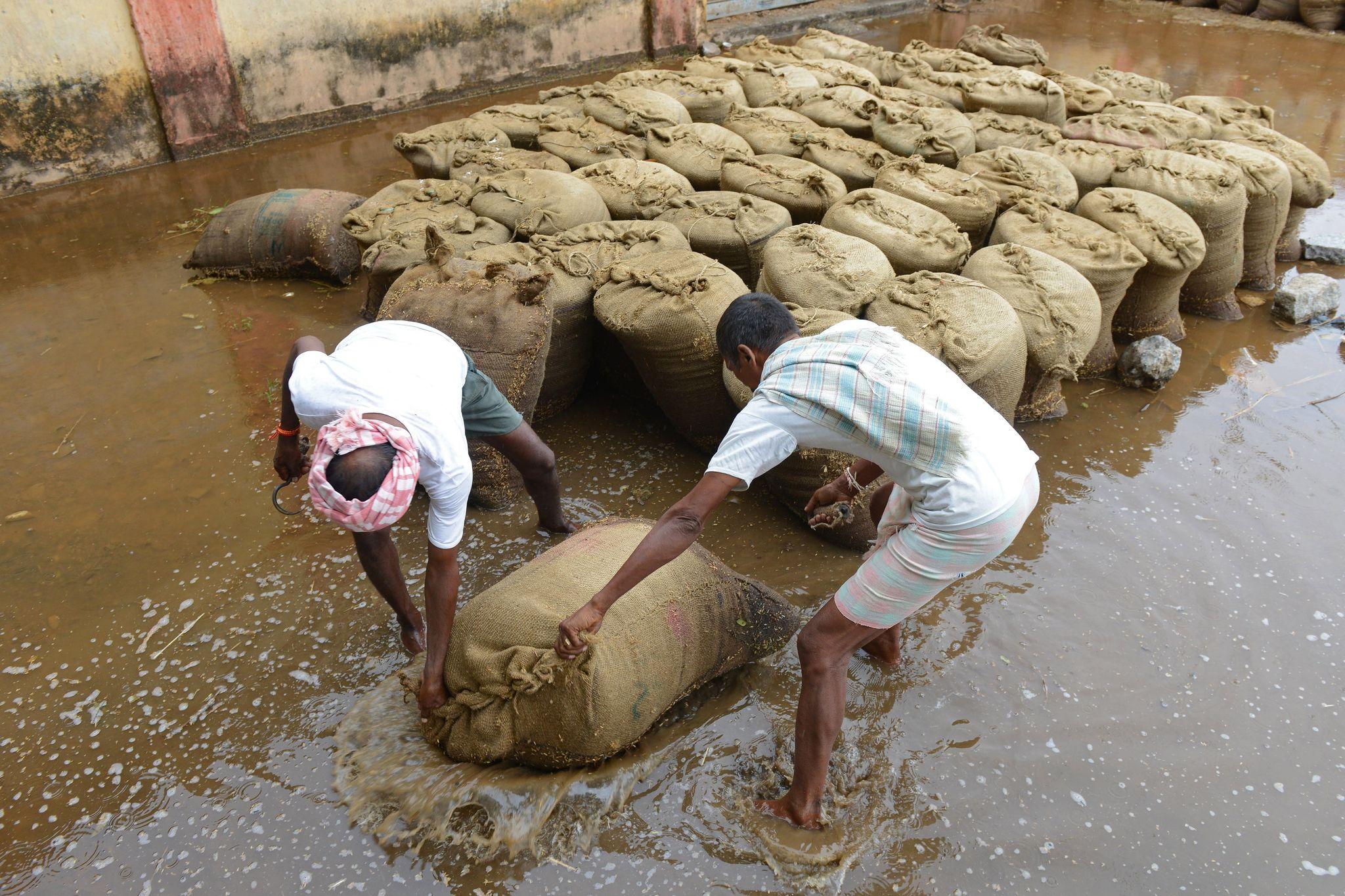 Untimely Rains Ravage Telangana Farmers