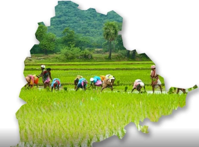 Good News for Farmers...Telangana Government Encourages Fine Rice Cultivation