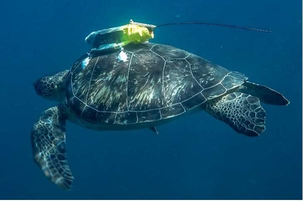 China Alleges Use of Spy Turtles and Fish for Maritime Intelligence Gathering