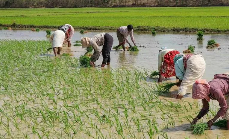 El Niño Effect: Government Warns Farmers