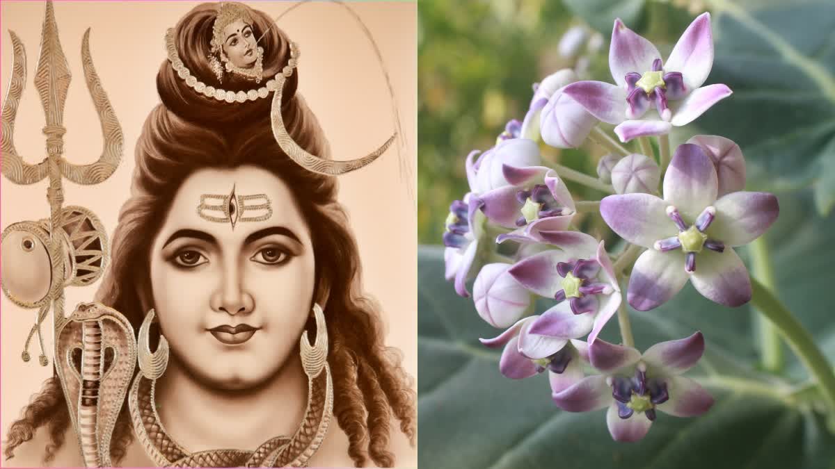 Does Worshipping Lord Shiva Remove Poverty? The Significance of Arka Flowers in Shiva Puja