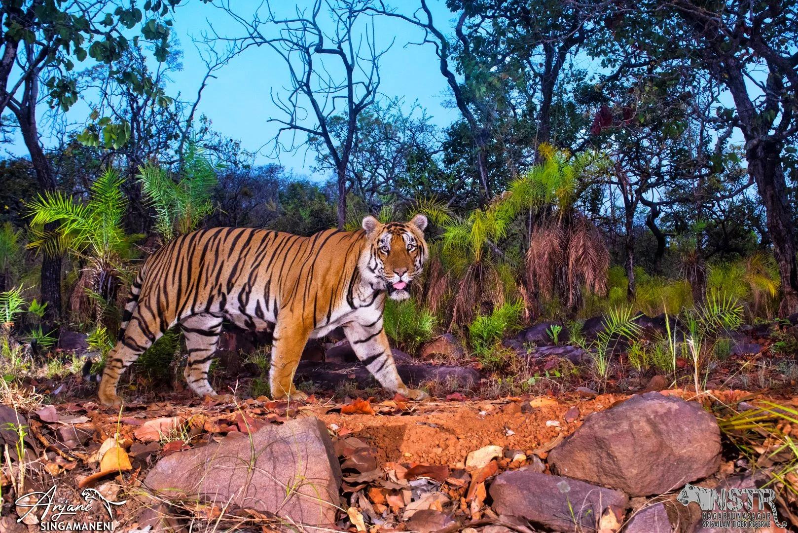 Food Scarcity Threatens Tigers and Leopards in NSTR