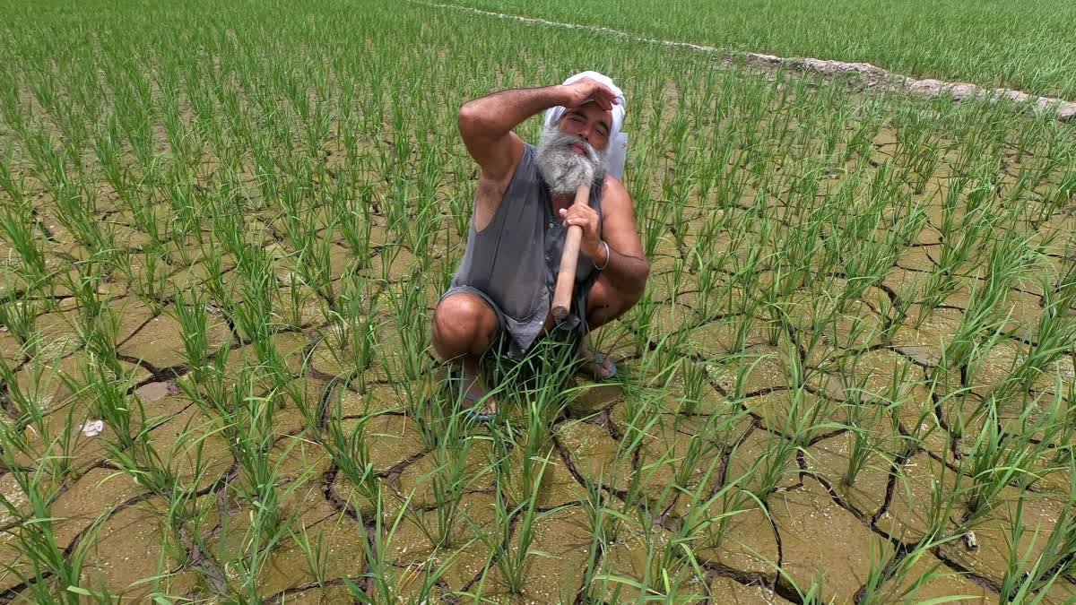 ఎల్నినో ప్రభావం.. యాసంగిలో ఆరుతడి పంటలకు తెలంగాణ సర్కార్ ప్రోత్సాహం