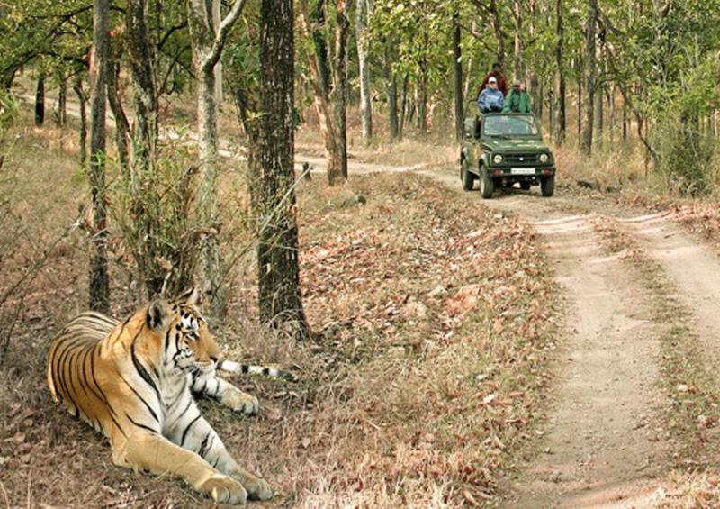 Jungle Safari Begins in Nallamala Forest Region From Today