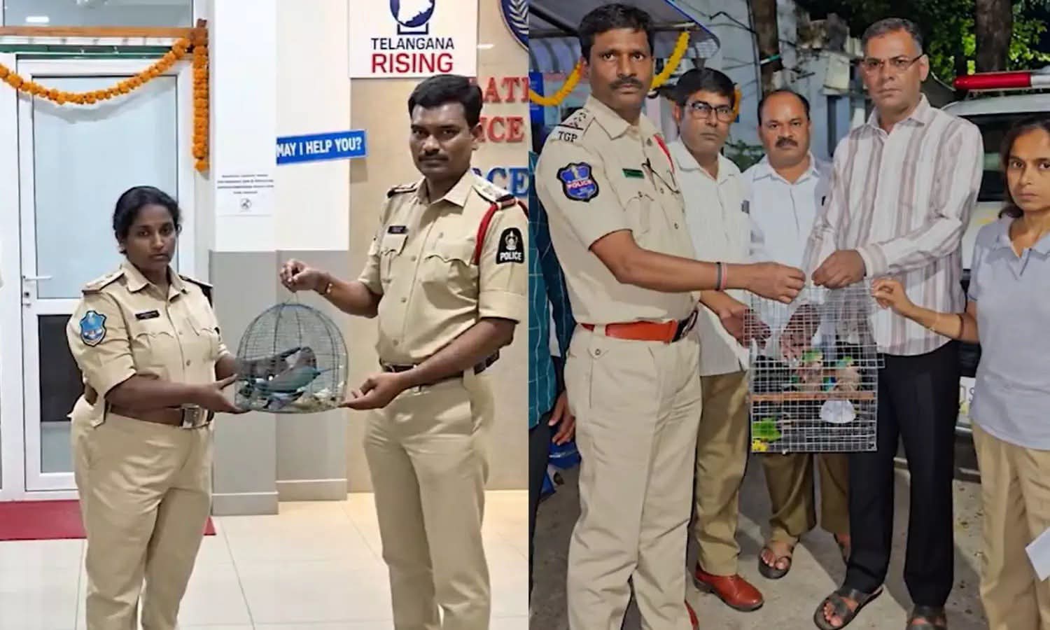 Hyderabad Police Rescue Four Indian Rollers Ahead of Dussehra
