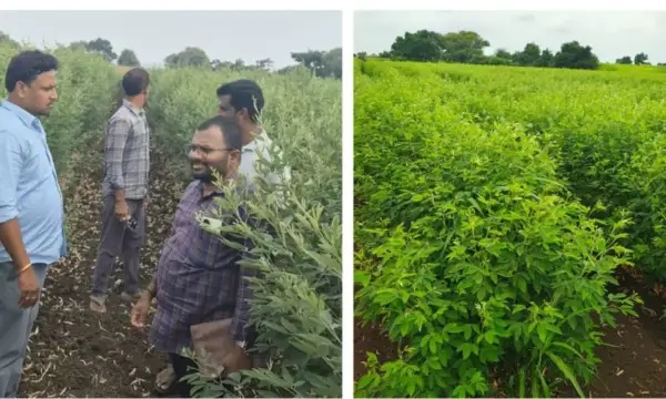 చేవెళ్ల: కంది పంటలో పోషక యాజమాన్యం, సస్యరక్షణపై వ్యవసాయ అధికారుల సూచనలు