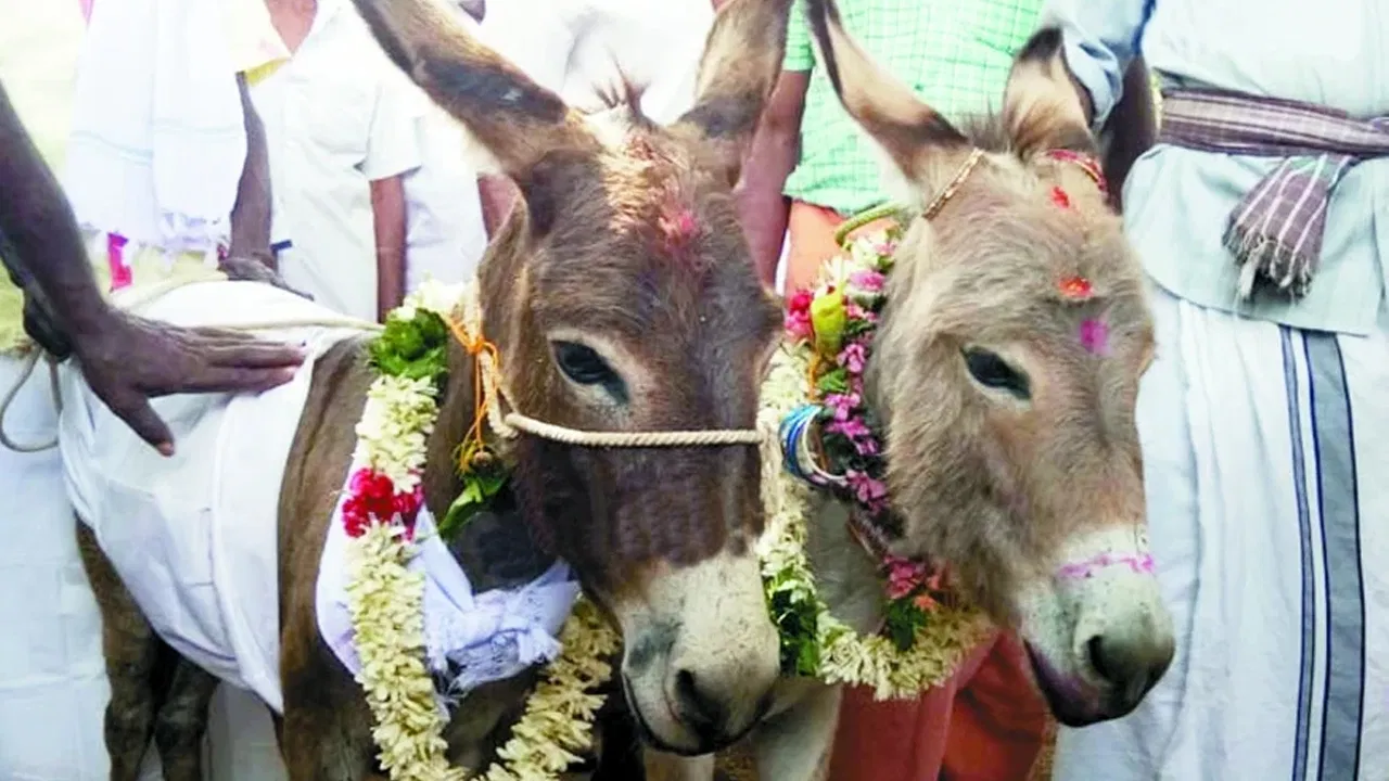 వర్షం కోసం గాడిదలకు పెళ్లి