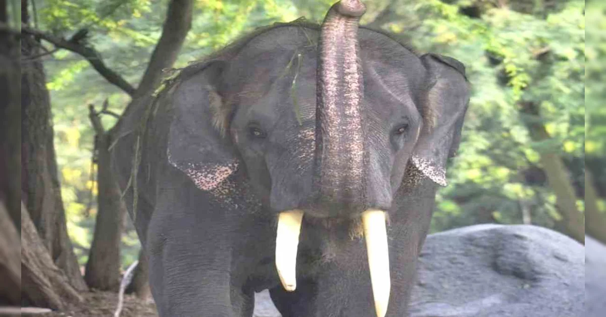 Elephant Creates Panic Near Tiruchanur Temple
