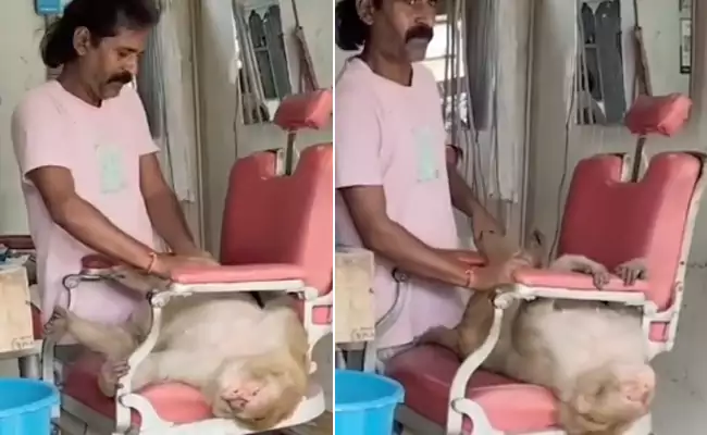 కుర్చీలో పడుకుని మసాజ్ ఎంజాయ్ చేసిన ‘మంకేశ్ భాయ్’...