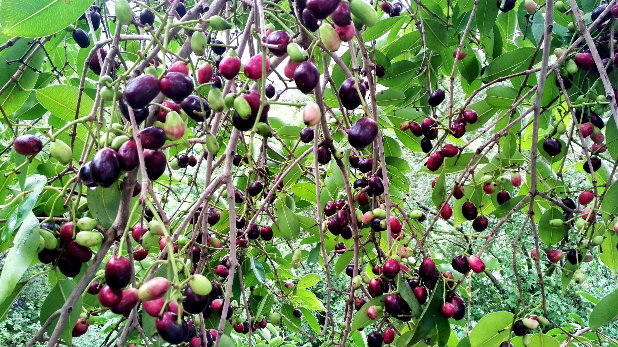 Do Abundant Jamun Fruits Indicate Drought? Experts Explain