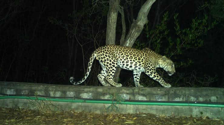 Tirumala: Leopard Spotted on Alipiri Footpath