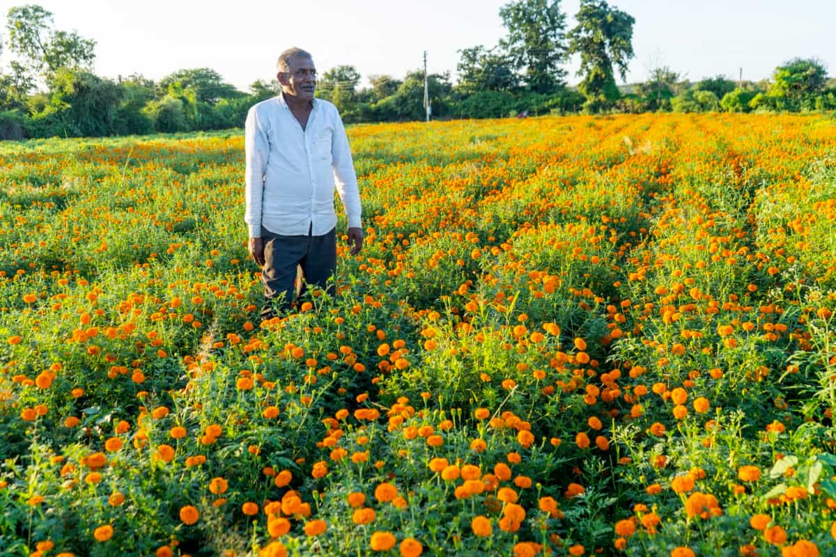 Flower Farming Brings Hope to Telangana Farmers: Subsidies Up to ₹40,000 Available