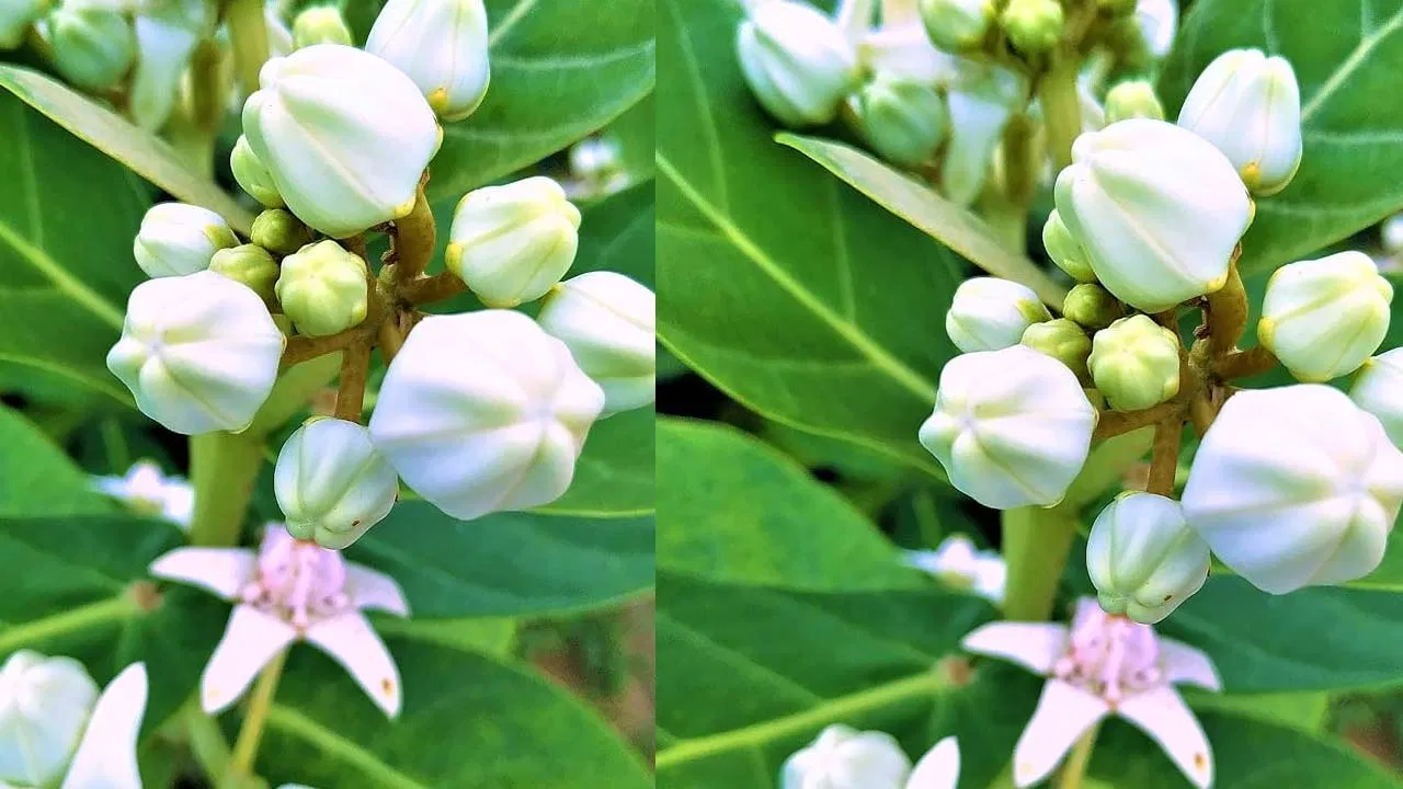Jilledu Remedy for Knee Pain: Precautions You Should Know