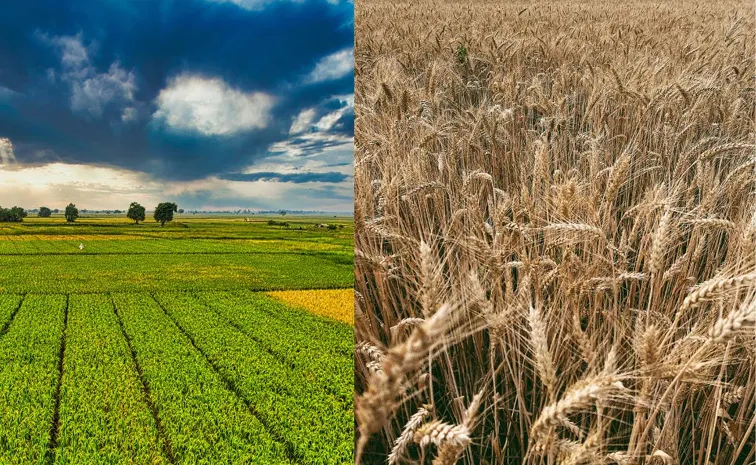 Centre Activates Drought Preparedness Measures Amid Weak Monsoon