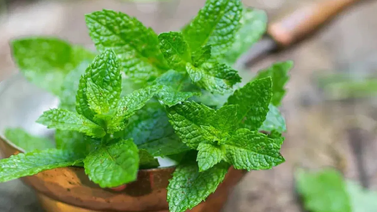 Doctors Suggest Mint Drink as an Effective Way to Beat the Heat