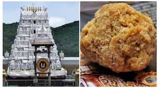 TTD Ghee Case: ED Finds Palm Oil and Chemicals in Adulterated Ghee