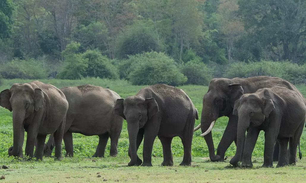 Elephant Herd Creates Panic in Chandragiri