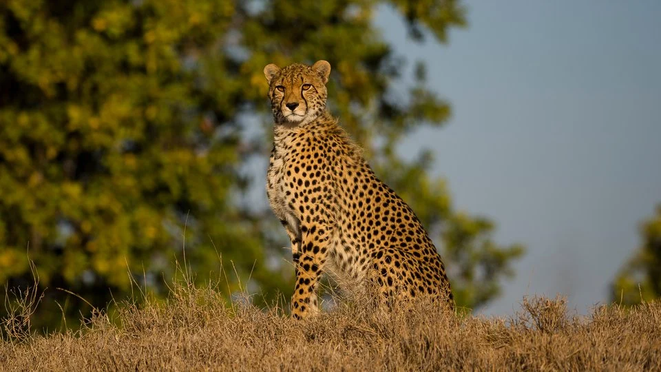 Leopard Movement in Devaragutta...Villagers Concerned About Safety