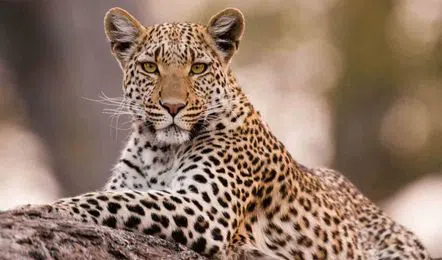 Leopard Spotted on Tirumala Alipiri Footpath