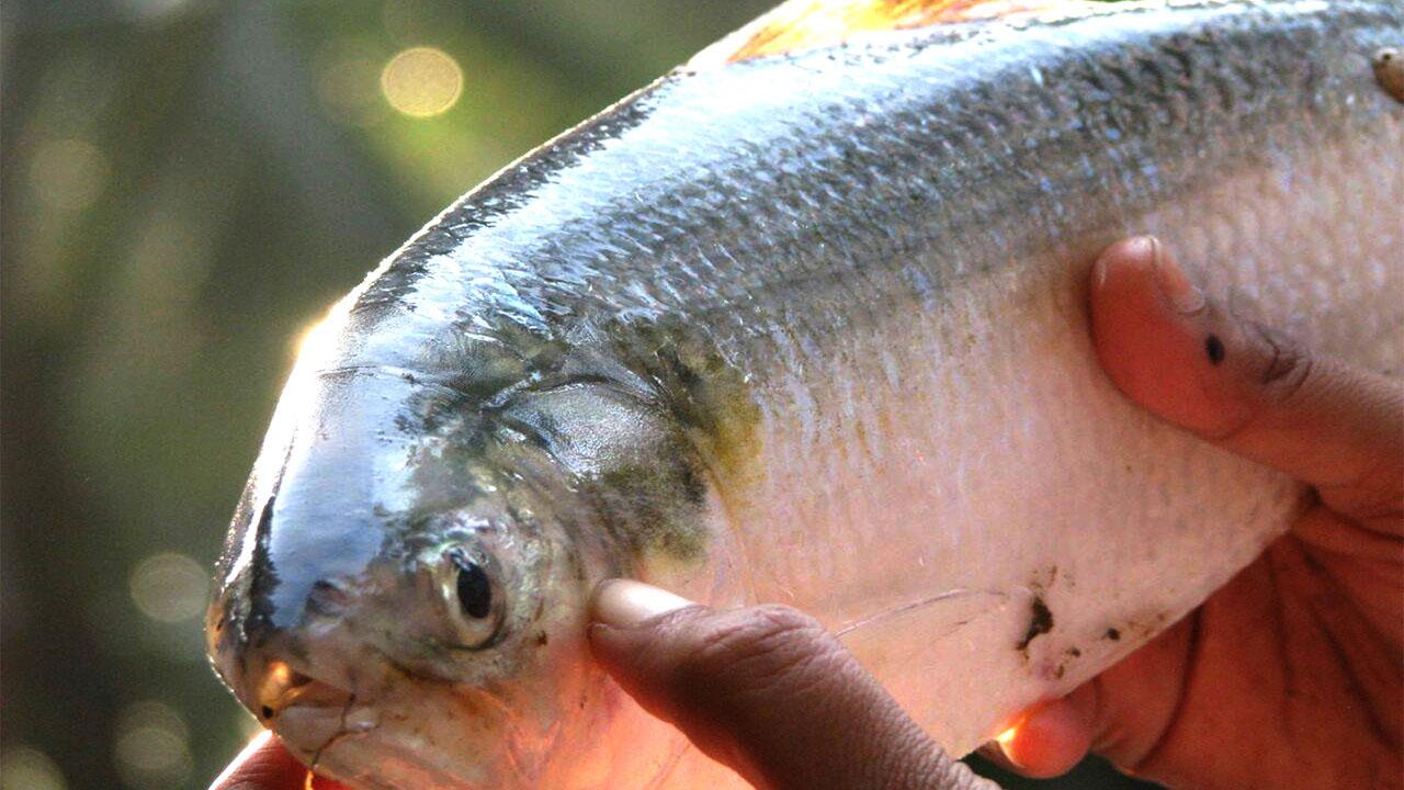 గోదావరిలో తొలి పులస సందడి..