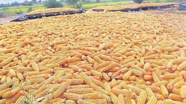 వరంగల్ మార్కెట్లో మక్కల ధర రికార్డు..