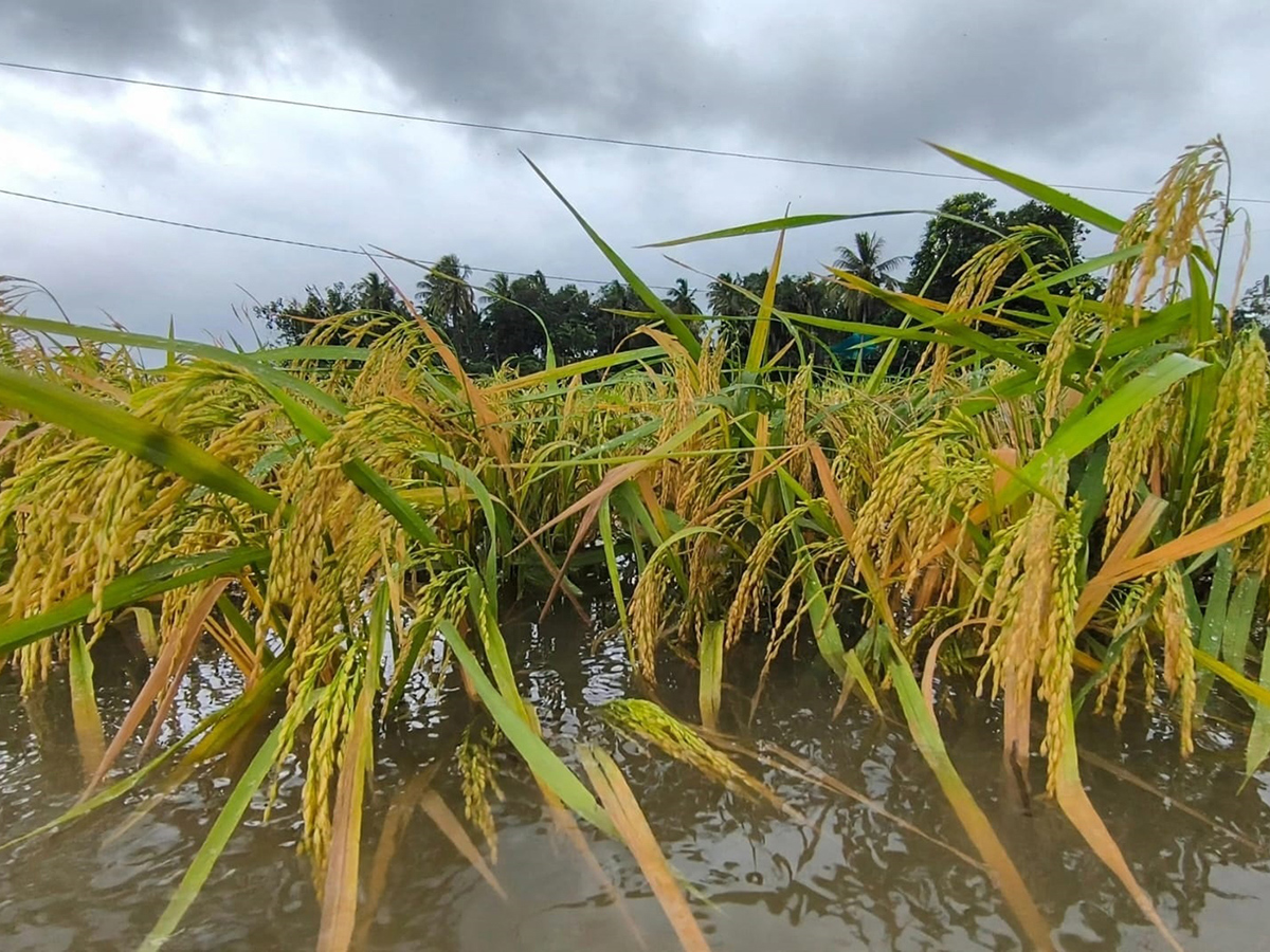 Cyclone Leaves Extensive Damage in Konaseema District