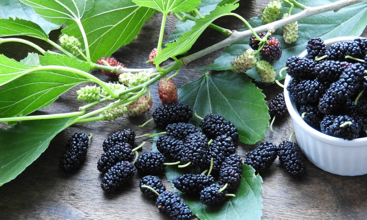 Doctors Recommend Mulberry for Immunity and Overall Health