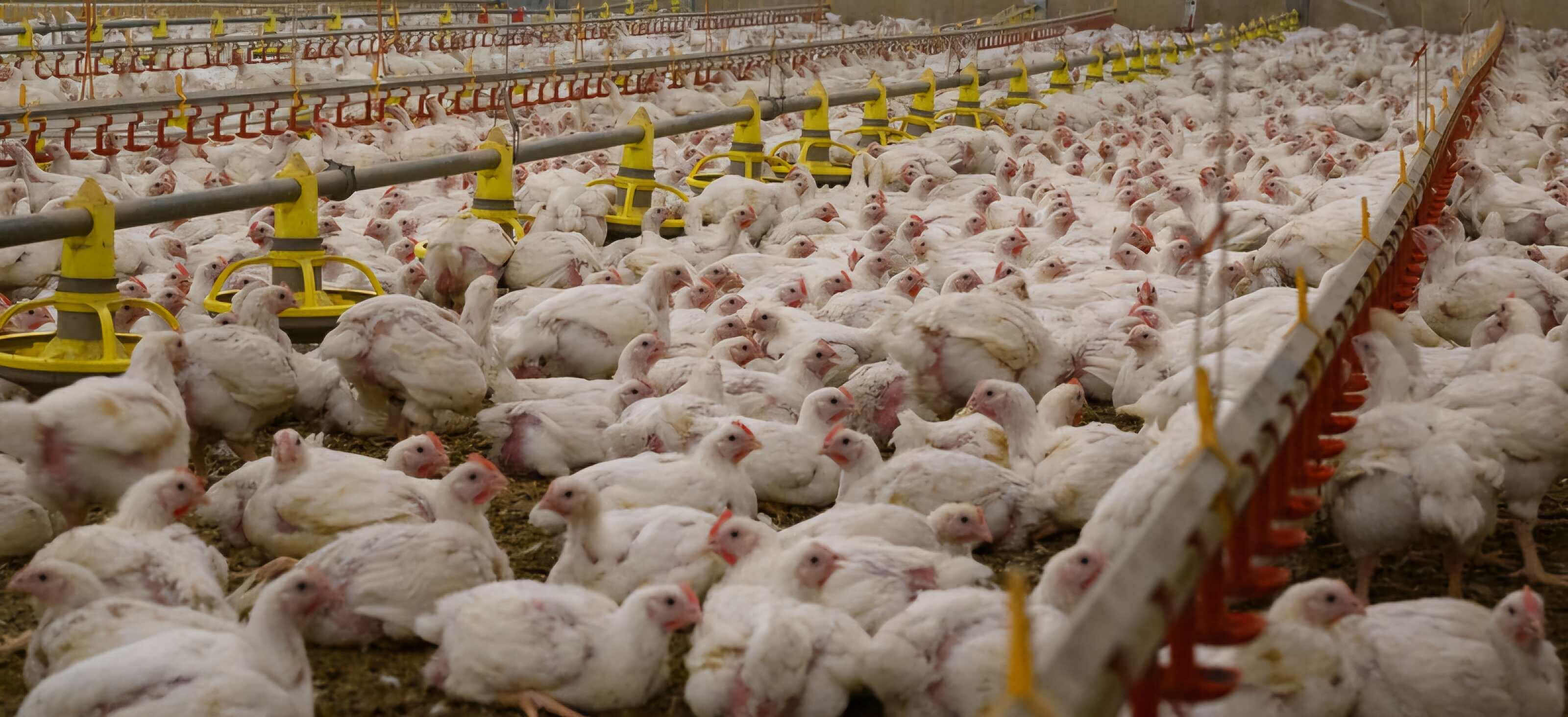 Bird Flu Outbreak in Anantapur