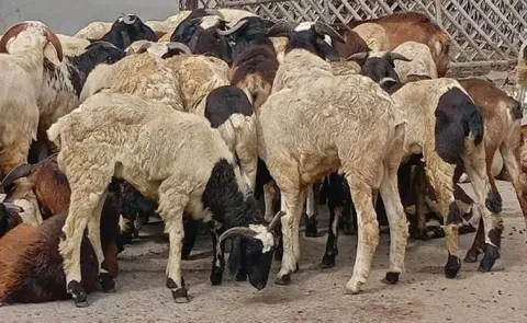 Goat Prices Rise by 40% Ahead of Bakrid Festival