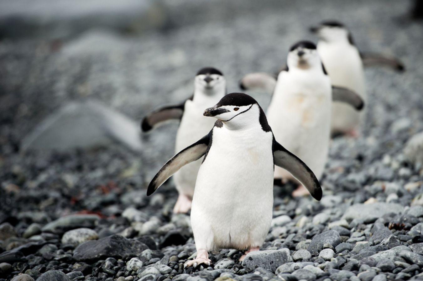 Scientists Raise Alarm Over Sharp Decline in Chinstrap Penguins