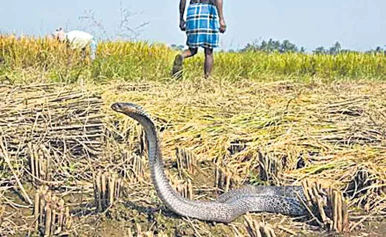 Snake Attack During Farm Work Sparks Panic..!