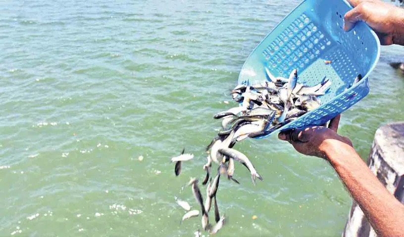 Government Approves Fish Seed Distribution Scheme