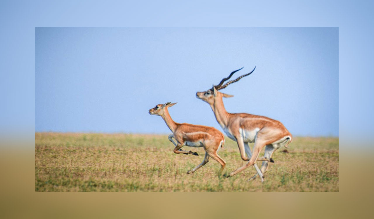 మక్తల్లో జింక మాంసం కలకలం