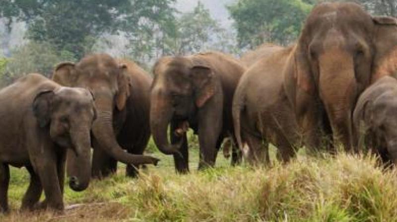 Elephant Herd Puts Ramakuppam on Alert