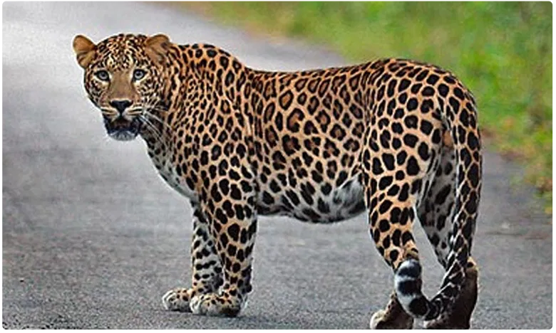 Leopard Spotted on Tirumala Alipiri Footpath