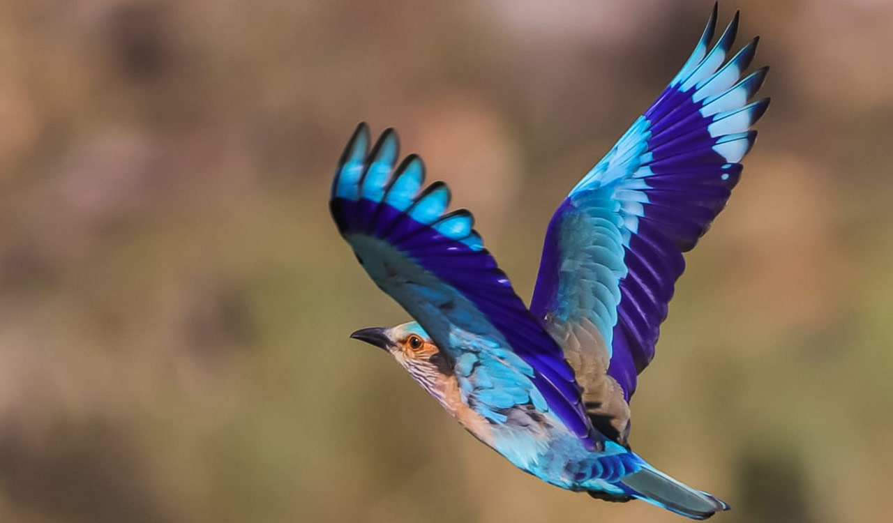 Strict Action Against Those Who Trap Indian Rollers: Forest Department