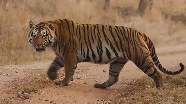 పోలవరంలో పెద్దపులి కలకలం.. భారీ గాలింపు