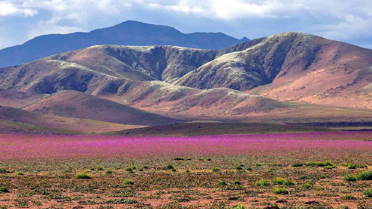 El Nino Effect.. Colourful Flowers Bloom Across the Desert!