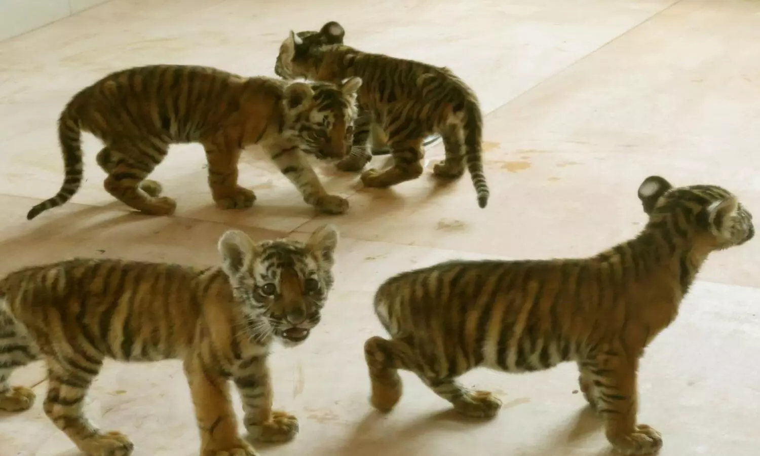 Three Big Cats Die at Tirupati SV Zoo in a Month
