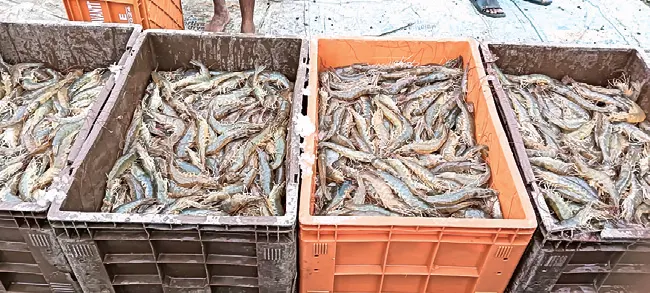 Shrimp Prices Leave Farmers Worried