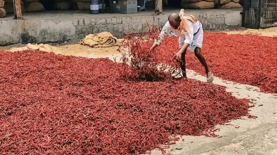 China’s Shock Decision Hits Indian Chilli Exports